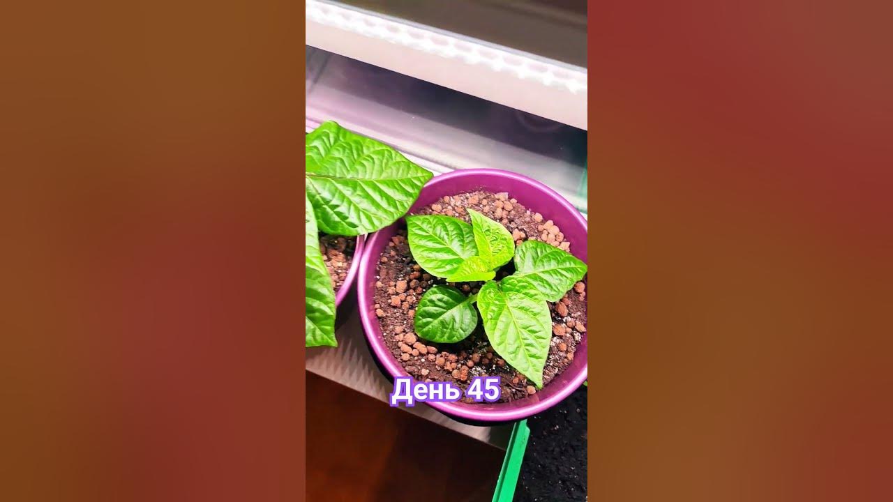 Каролинский жнец - YouTube