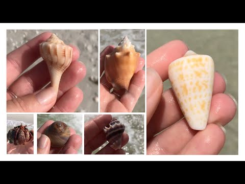 Shelling And Finding Treasures When There Are NO SHELLS! How We Found Great Shells On An Empty Beach