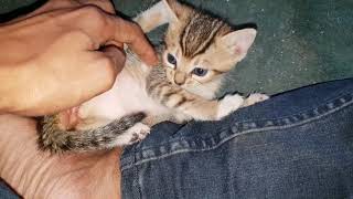 Playing With 2 Weeks OLD cUTIE kITTENS by Animals Love 434 views 5 years ago 1 minute, 39 seconds