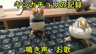 【Zebra finch】キンカチョウのお歌は飼育環境できまる？