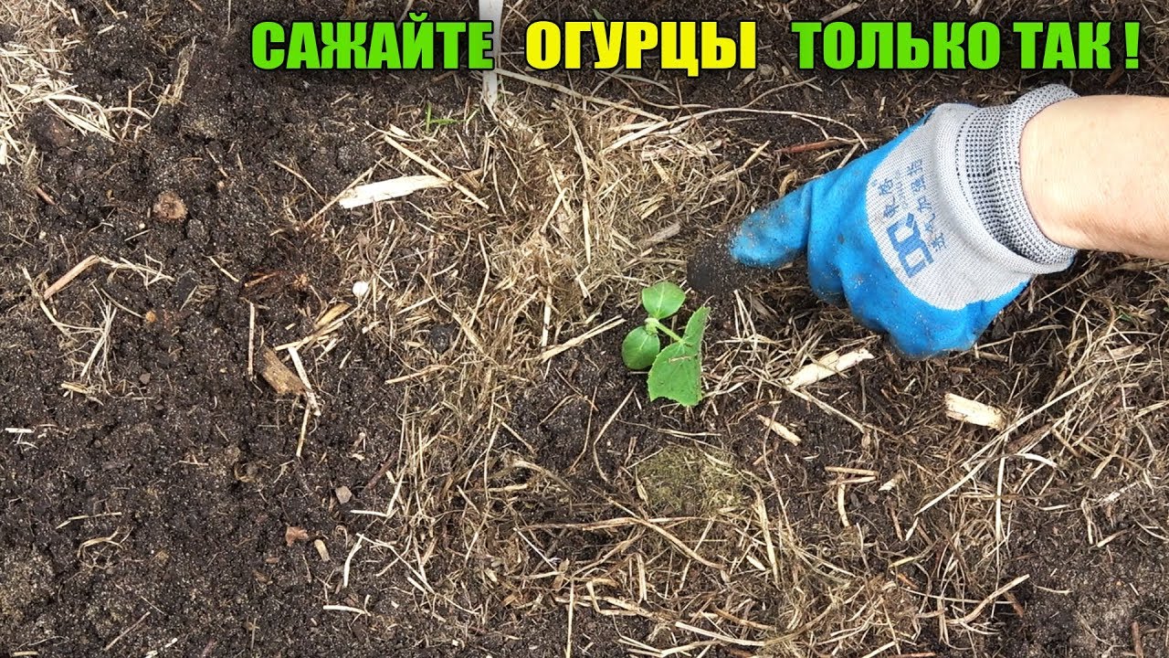 НЕ САЖАЙТЕ ОГУРЦЫ ПОКА НЕ ПОСМОТРИТЕ ЭТО ВИДЕО!ОГУРЦАМИ БУДЕТЕ ЗАВАЛЕНЫ!