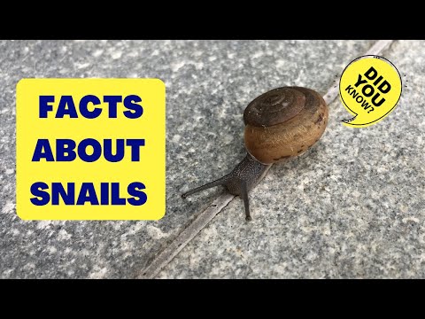 FACTS ABOUT SNAILS | Gastropod - Mollusks | I Found a Snail in the Garden!