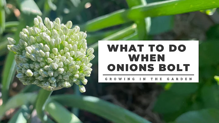 What to do when ONIONS BOLT: Growing in the Garden - DayDayNews
