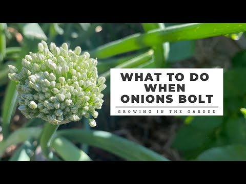 Video: Onion Bolting: Hoe u kunt voorkomen dat uien vastlopen