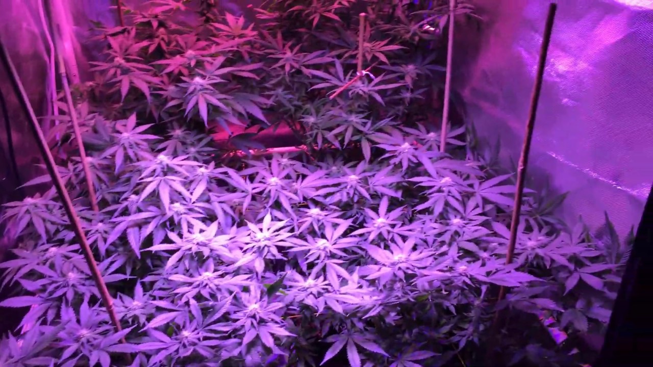 How to Grow Cannabis: Season 2, Week 4 of flower in the 3x3