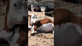 Cows Sunbathing on Beach In Ireland #hwdsouth #ireland #cows