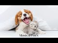 Peaceful music for catsdogs live 247 calming music to relax pet  anxiety relief 