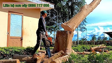 Cưa bật gốc cây sung bằng máy cưa stihl ms660 và cưa tay cụt kavi, cưa cây kỷ thật cao