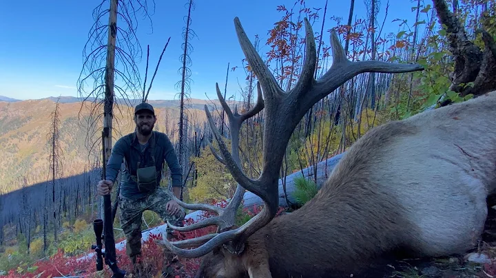 My Biggest Bull Elk Yet!!!! Backcountry Idaho Elk Hunt | S7E12| Limitless Outdoors