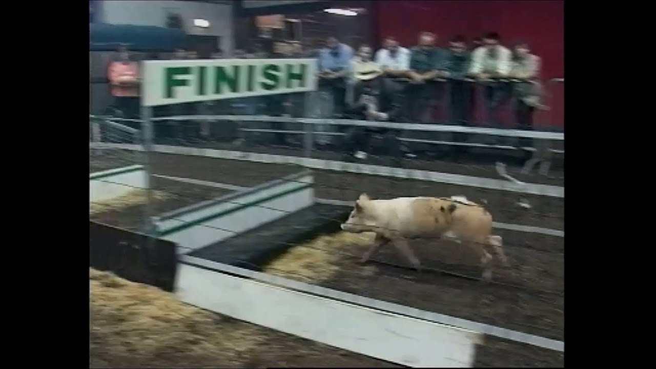 Pig Racing in Cavan, Ireland 1996 - YouTube