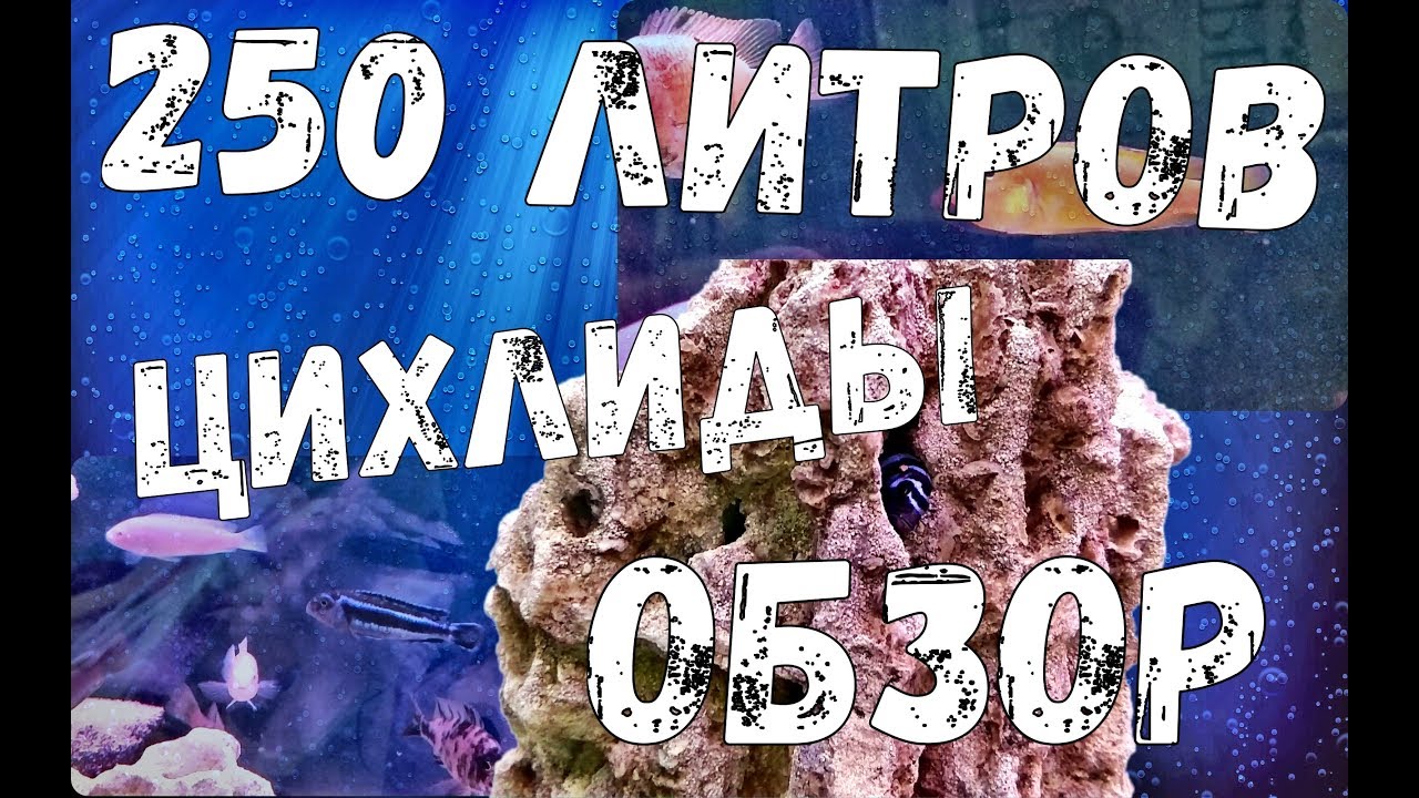 Цихлиды из аквариума 250 литров. Меланохромис Майнгано. Псевдотрофеус Демасони. Лабидохромис еллоу.