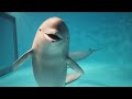 スナメリ 水族館生まれのやんちゃな男の子!