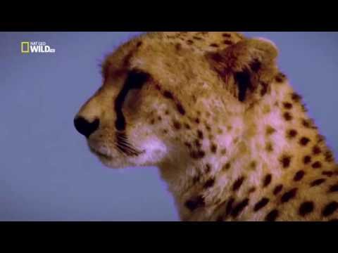 Видео: Увеличаването на обиколките на дивата природа в Африка прогонва животните
