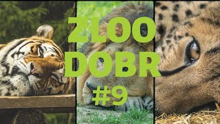 Zloo Dobr z ZOO Ljubljana E9: Ogrožene velike mačke