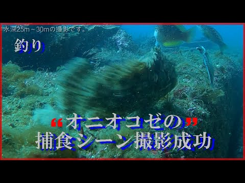 釣れる瞬間水中撮影 オニオコゼの捕食シーン撮影成功 志布志沖堤防 Youtube