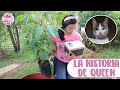 Plantando un árbol para mi gata STORYTIME de Queen │Candy Bu