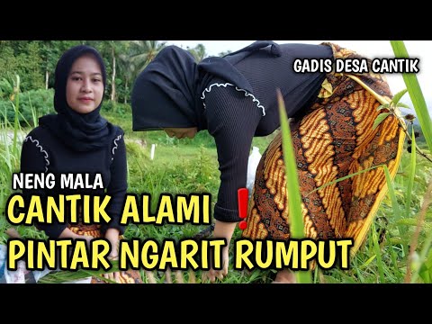 Pengangon kerbau!!|| gadis desa cantik Neng Mala || tidak malu ngarit rumput | suasana pedesaan