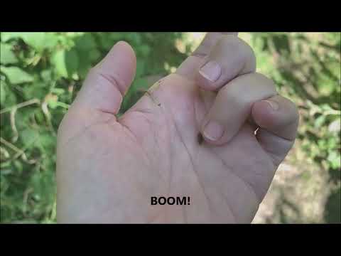 Jewelweed Seed Dispersal (in Slo-mo)