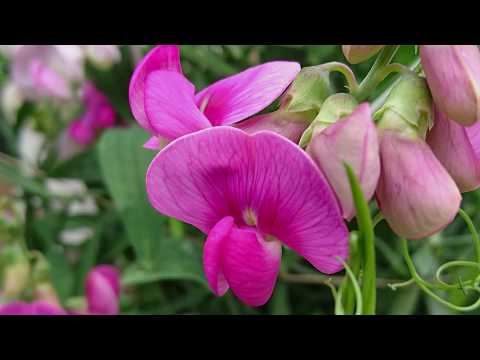 how to plant perennial peas