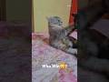 WWE Fight Time😸 #wwe #catfight #kittens #playingcat #kitty #catfight #persiancat #blackpanther #fun