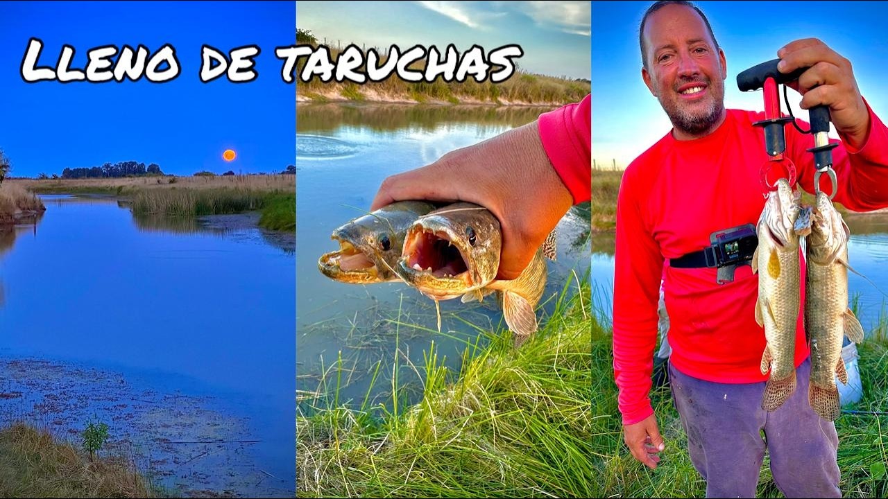 TV Nº727 06-02-2026 Lleno de taruchas