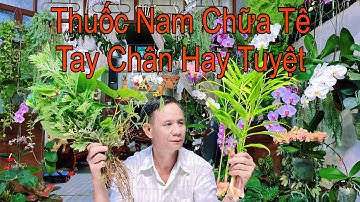 4 Bài Thuốc Chữa Tê Tay Tê Chân Đau Nhứt Xương Khớp Cực Kỳ Hiệu Quả