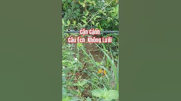 Cận Cảnh , Câu Ếch  Không  Lưỡi  Mùa nước  Nổi Miền  Tây