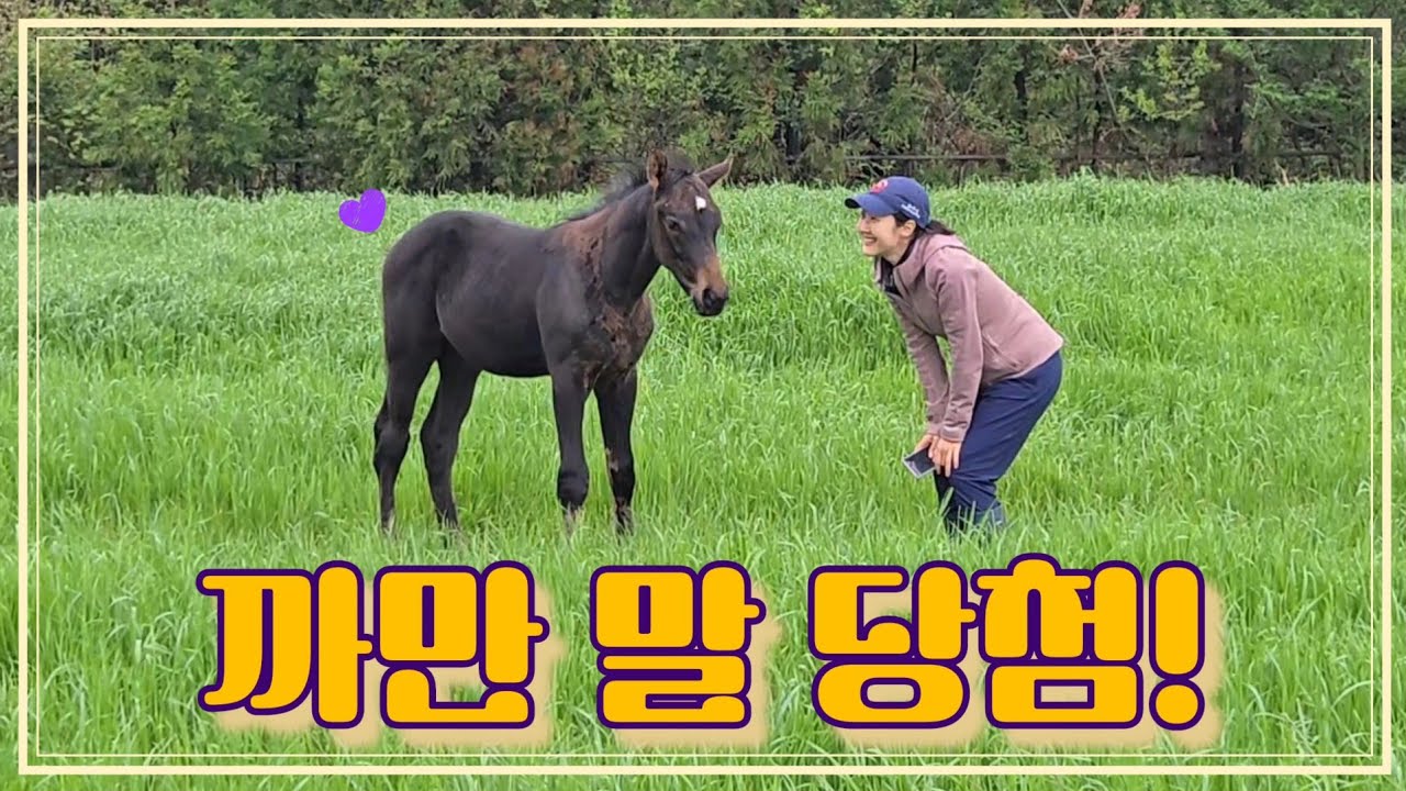 망아지의 성장💜 태어난지 세 달. 엄마보다 친구가 좋아지기 시작하다