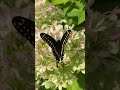 A large black butterfly dances among the flowers