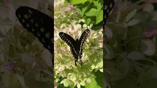 A large black butterfly dances among the flowers