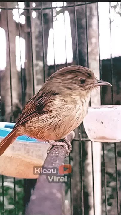 Burung Flamboyan Gacor