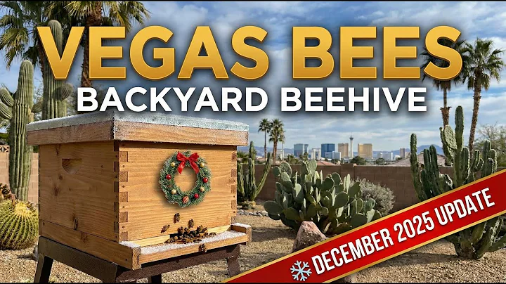 Vegas Bees in December 2025: Steady Hive Activity and Colorful Pollen Loads #vegasbees