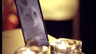 You Big Idiot - Shitbat