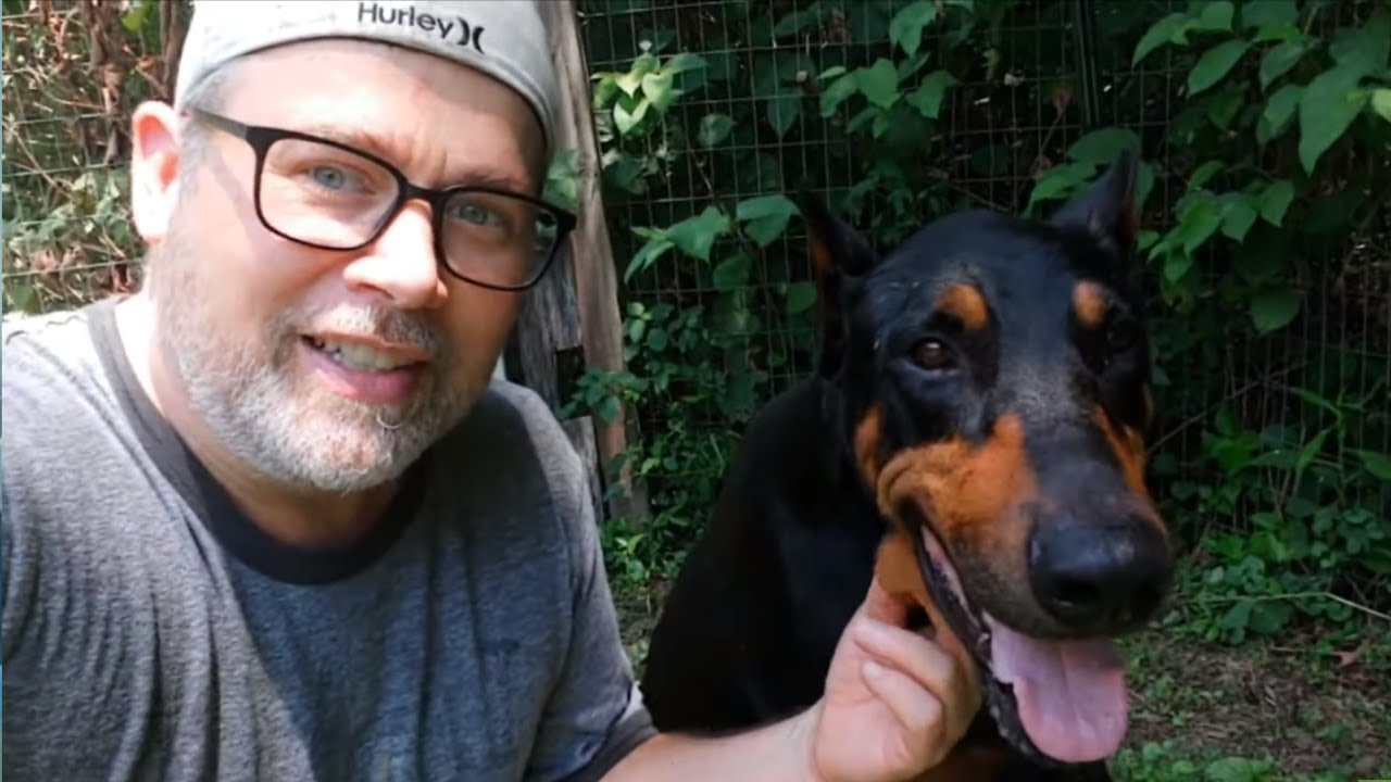 videos for cats Doberman terrifies owner after catching venomous snake