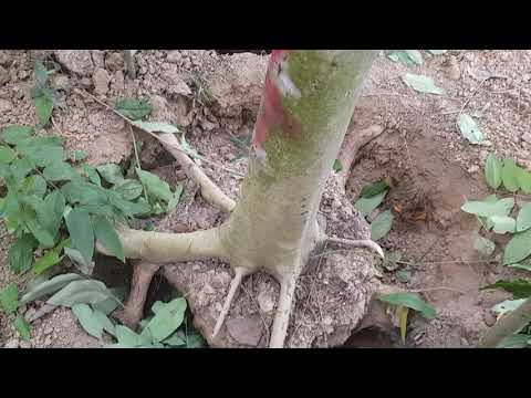 mua cây muồng hoàng yến ở đâu ( hà nội, đà nẵng, vĩnh phúc, hồ chí minh )