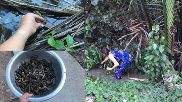 Bắt Ốc Len Vùng Sông Nước Miền Tây Quá Hấp Dẫn