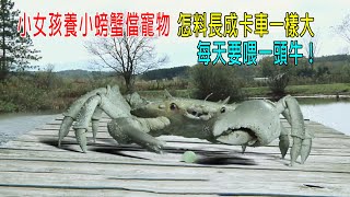小女孩養小螃蟹儅寵物，怎料長成卡車那麽大，每天要喂一頭牛！