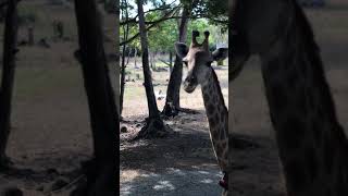 Belgesel Hayvanat Bahçesi Zürafa