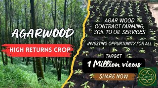High-return Agarwood Farming in India , Inoculation Process, Oudh , Perfumes , Incense Industry