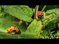 La faune de mon jardin  discrtes et mystrieuses