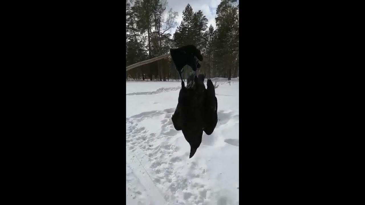 Ворон снизу. Ворона летучая мышь. Стая летучих мышей. Бэтмен мрачный арт. Летучая мышь фэнтези.