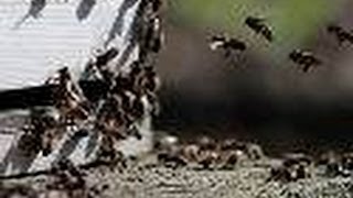 INSECTS BITE! - FLORIDA to NEW YORK Begins!! | See 'DESCIPTION'