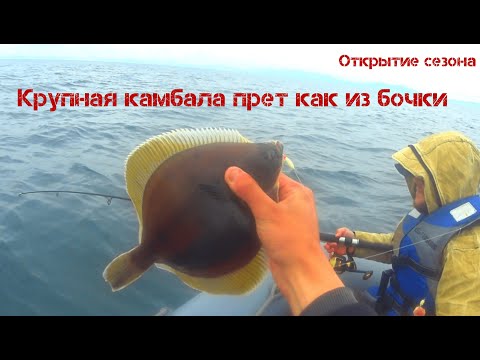 Видео: Салата от пушено камбала и водорасли