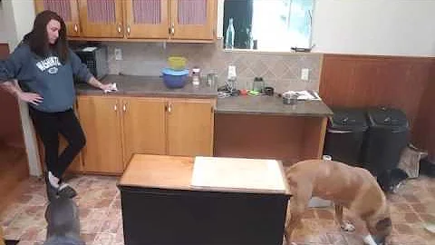 Feeding 8 dogs calmly