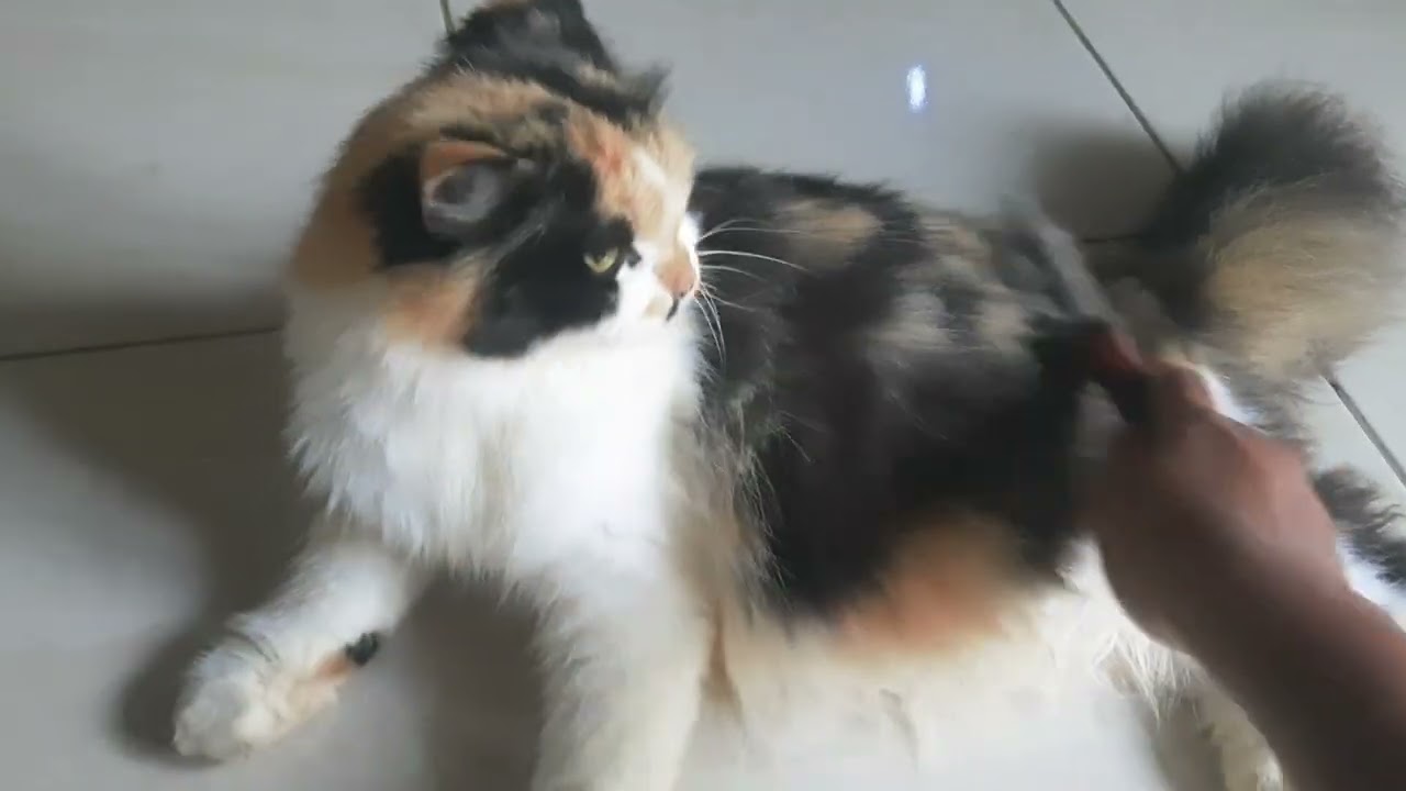 Kucing Ras Sedang CARA MERAWAT KUCING RAS YANG SEDANG HAMIL - YouTube