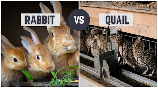 Rabbits vs Quail: Which is better for homesteading?