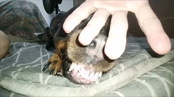 ζ Teasing To Steal My Rottweiler Piece Of Carton