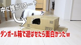 ダンボール箱に隠れて遊ぶ猫たちが面白いｗ