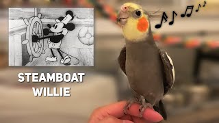 Birb singing Mickey Mouse Steamboat Willie