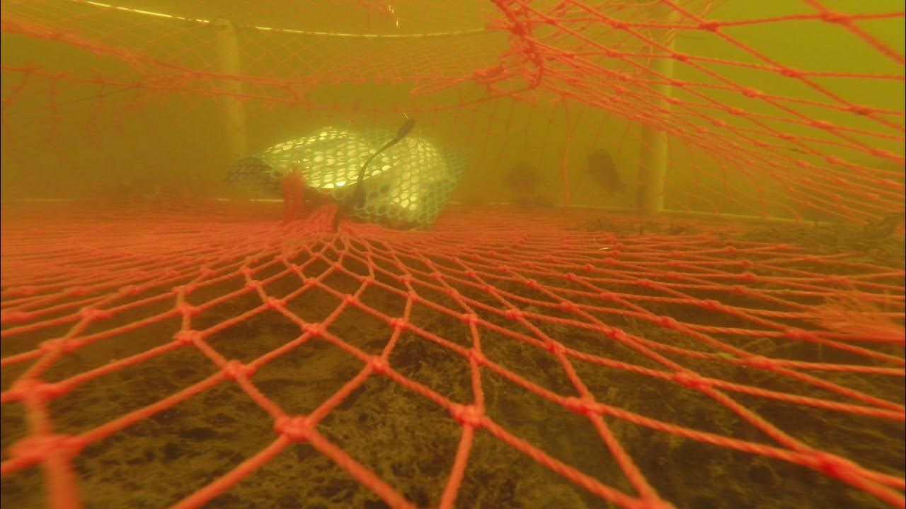 Crab pot & GoPro test in Bribie Canals YouTube